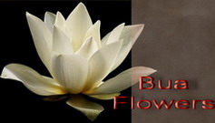  ҹдɰд͡ҡº ⴴ ҤһѴ
Handmade Fabric Crafts and Flowers
  Bua Flowers